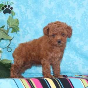 Olivia, Toy Poodle Puppy